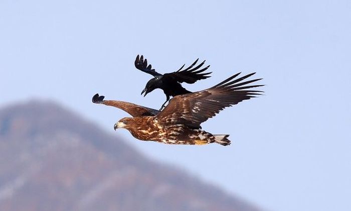 Crow Riding an Eagle (4 pics)