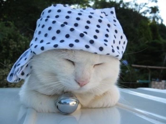The Most Relaxed Cat in the World Showing Spring Trends (26 pics)
