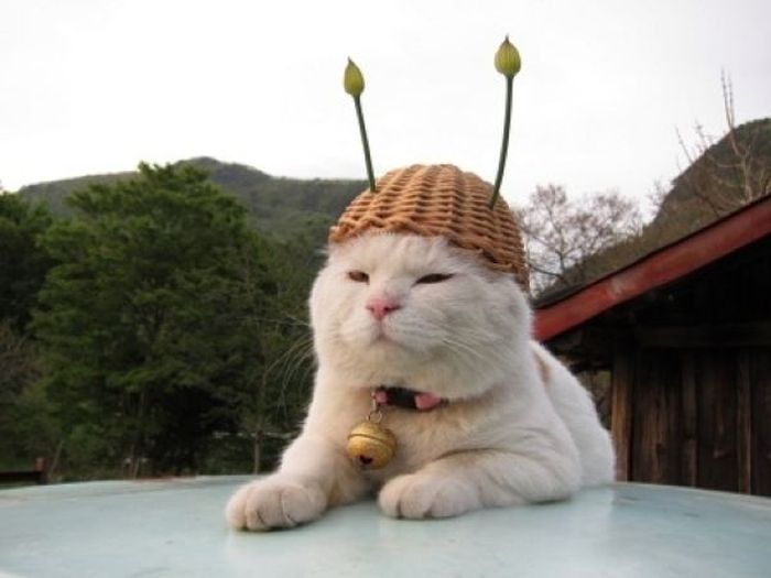 The Most Relaxed Cat in the World Showing Spring Trends (26 pics)