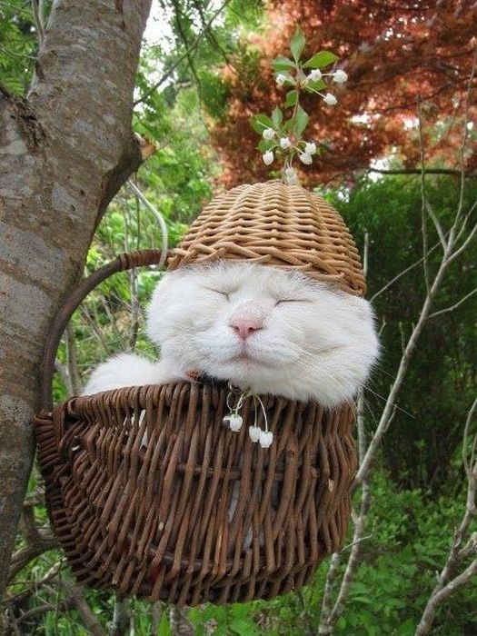 The Most Relaxed Cat in the World Showing Spring Trends (26 pics)