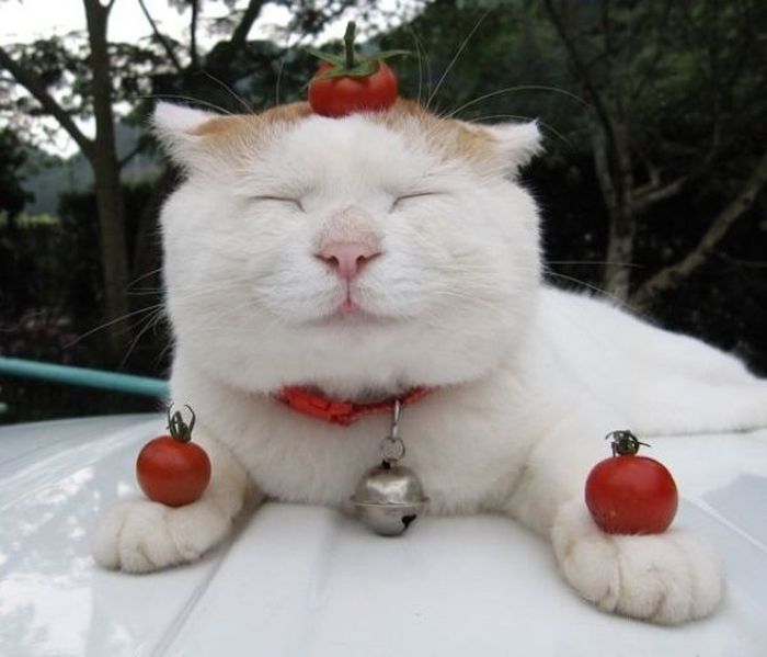 The Most Relaxed Cat in the World Showing Spring Trends (26 pics)