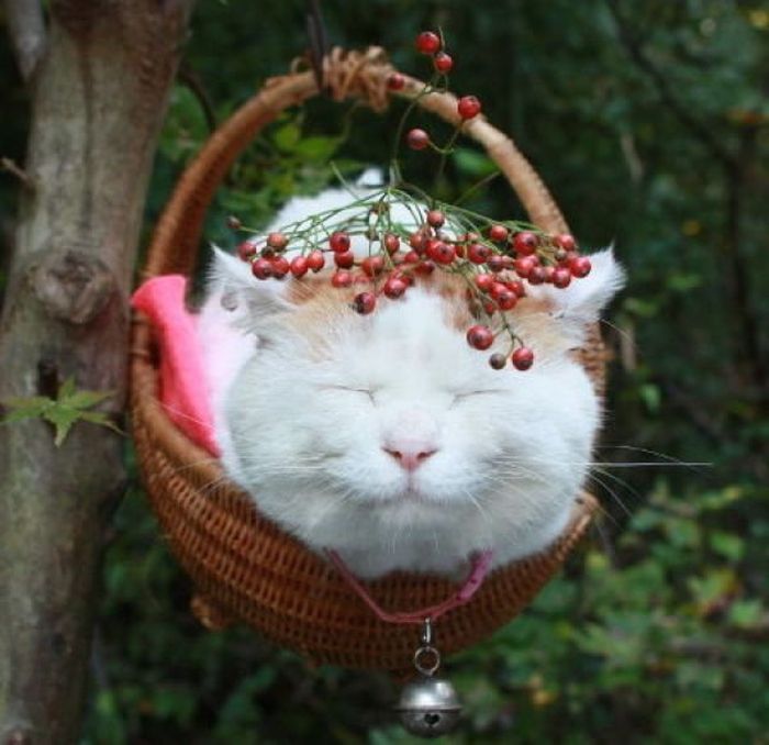 The Most Relaxed Cat in the World Showing Spring Trends (26 pics)