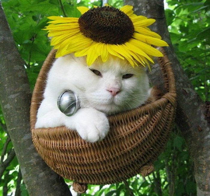 The Most Relaxed Cat in the World Showing Spring Trends (26 pics)