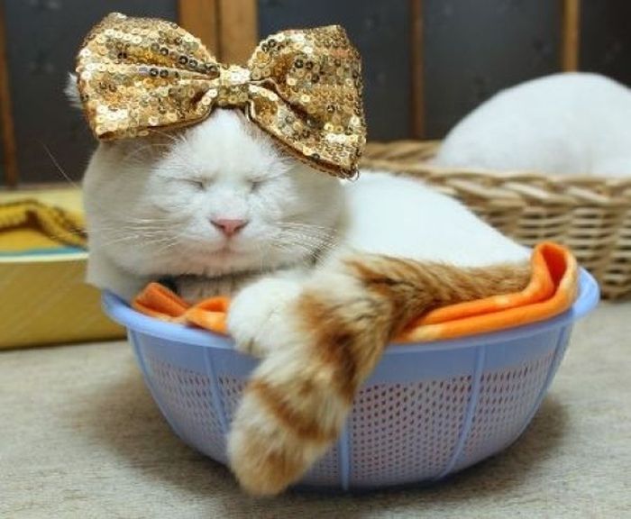 The Most Relaxed Cat in the World Showing Spring Trends (26 pics)