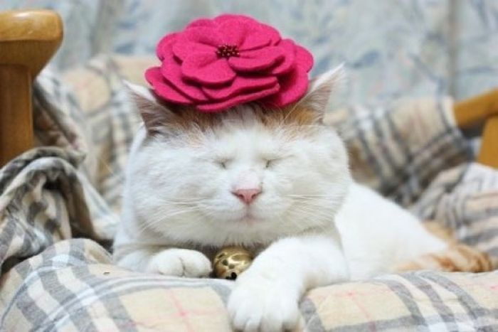 The Most Relaxed Cat in the World Showing Spring Trends (26 pics)