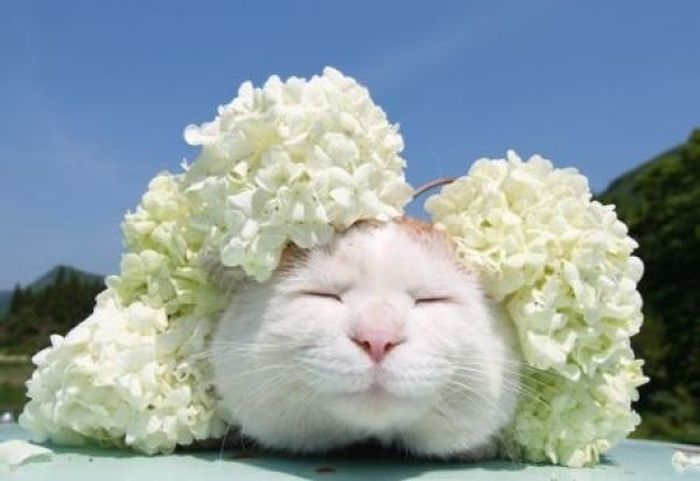 The Most Relaxed Cat in the World Showing Spring Trends (26 pics)