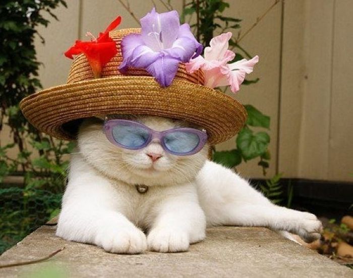 The Most Relaxed Cat in the World Showing Spring Trends (26 pics)