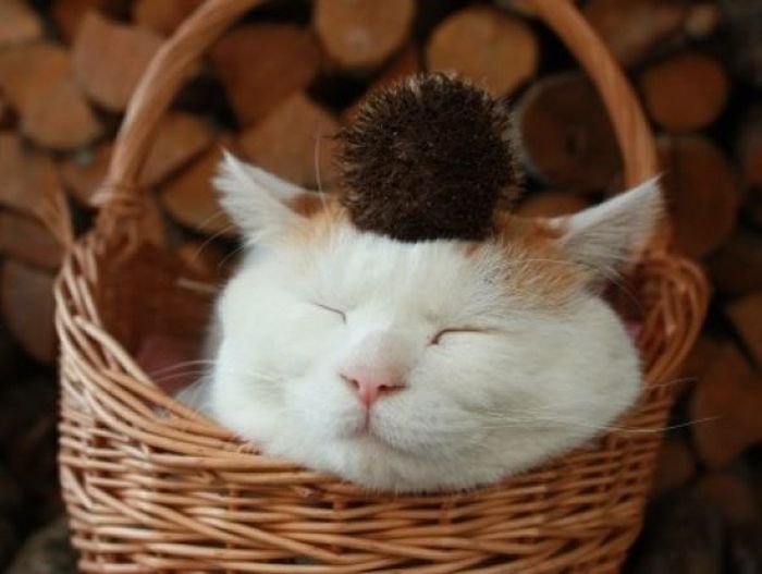The Most Relaxed Cat in the World Showing Spring Trends (26 pics)