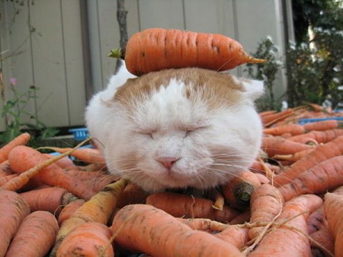 The Most Relaxed Cat in the World Showing Spring Trends (26 pics)