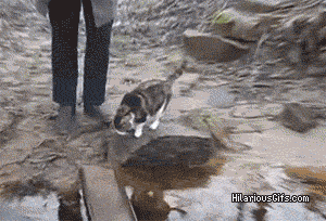 Acid Gifdump (11 gifs)