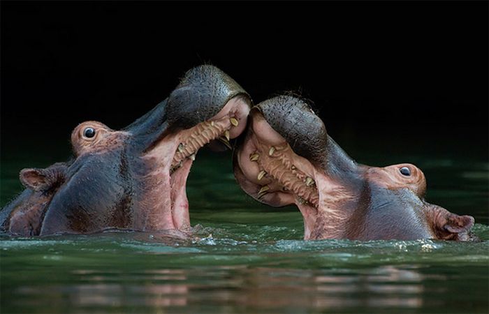 Zoo Animals Captured at the Right Moment. Part 2 (50 pics)