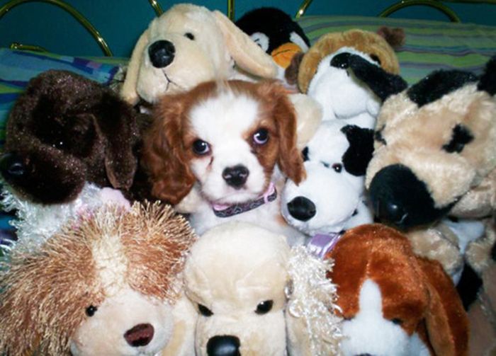 Animals With Stuffed Animals Of Themselves (33 pics)