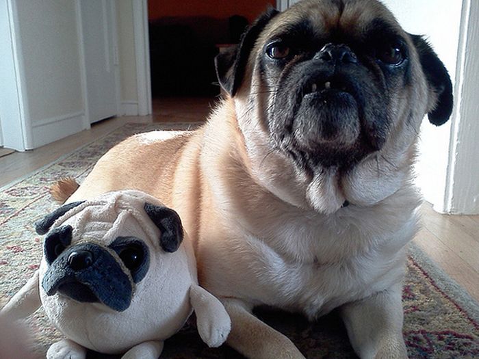Animals With Stuffed Animals Of Themselves (33 pics)