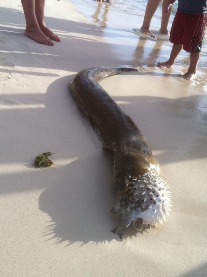 Moray Eel Killed by a Pufferish (3 pics)