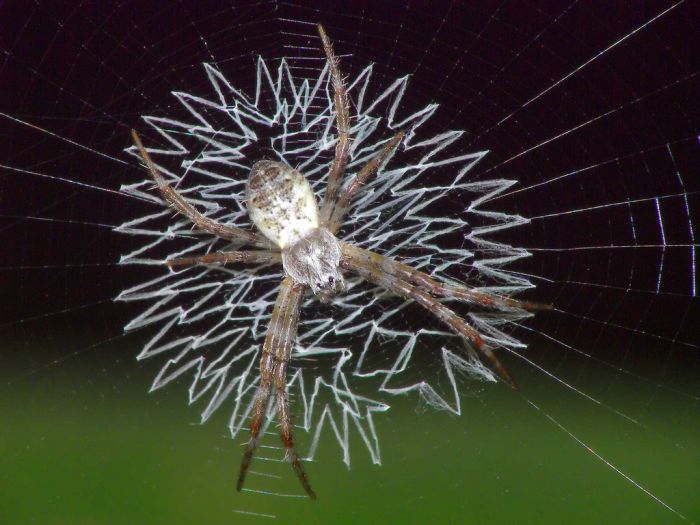 Beautiful Spider Webs (16 pics)