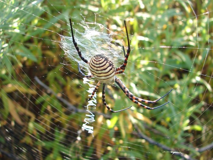 Beautiful Spider Webs (16 pics)