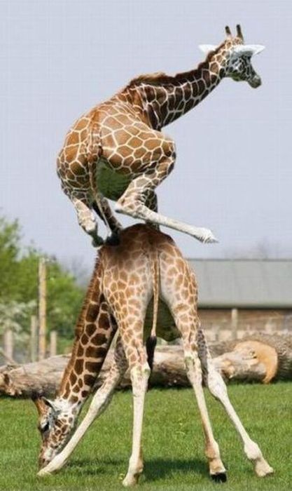 Acid Picdump (101 pics)