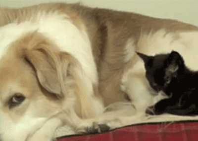 Acid Gifdump (10 gifs)