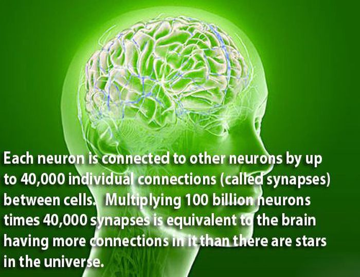 Facts About the Human Brain (18 pics)
