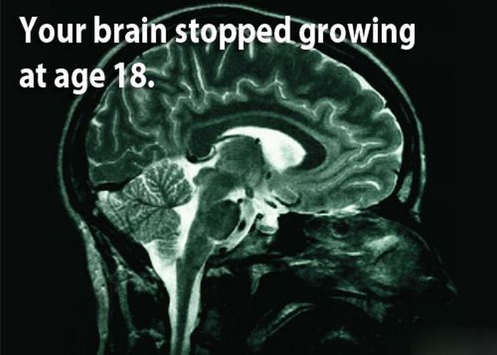 Интересные факты о мозге. Мозг прекрати. Когда перестаёт расти мозг?. O brain