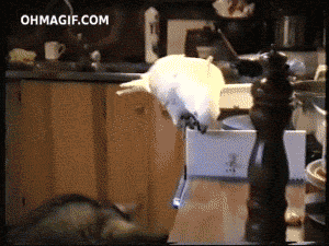 Acid Gifdump (10 gifs)