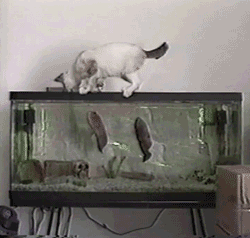 Acid Gifdump (10 gifs)