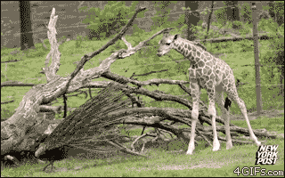 Acid Gifdump (10 gifs)