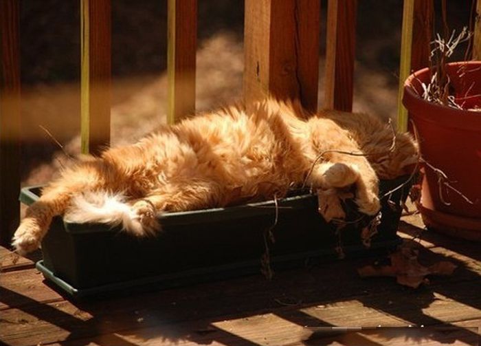 Sleeping Cats (35 pics)