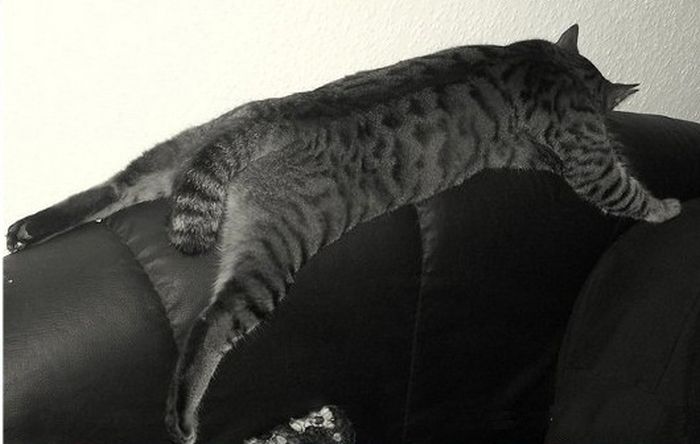 Sleeping Cats (35 pics)