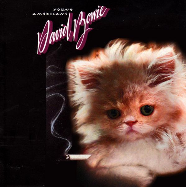 The Kitten Covers. Part 2 (37 pics)