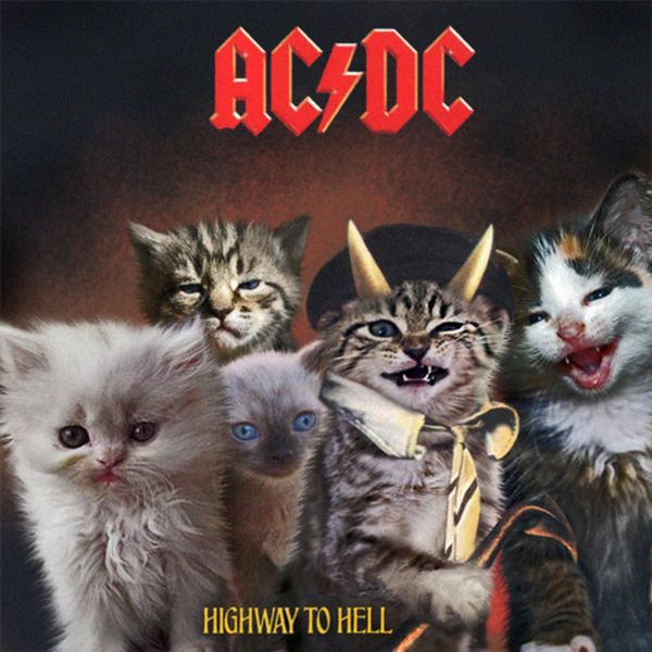 The Kitten Covers. Part 2 (37 pics)