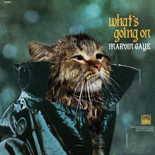 The Kitten Covers. Part 2 (37 pics)