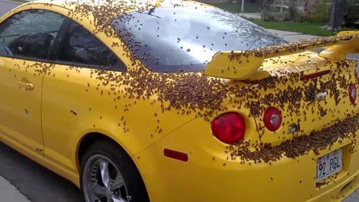 Chevrolet Cobalt SS Under Attack (6 pics)