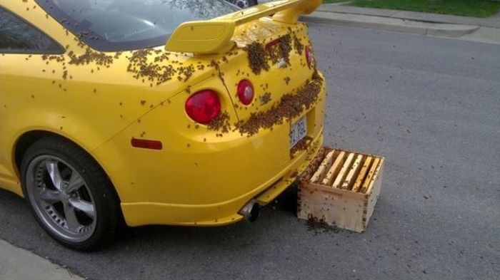 Chevrolet Cobalt SS Under Attack (6 pics)