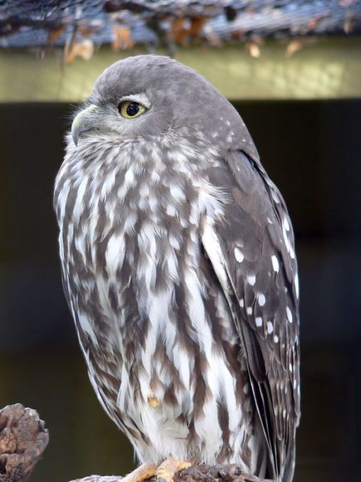 Hungover Owls (106 pics)
