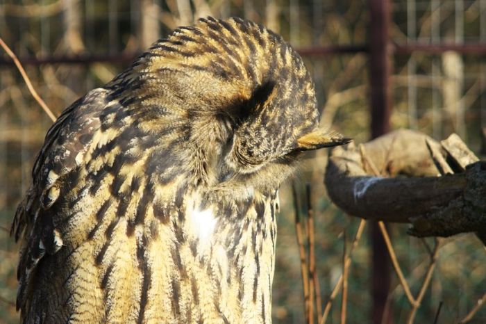 Hungover Owls (106 pics)
