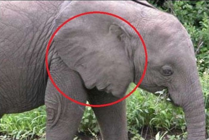 Acid Picdump (113 pics)