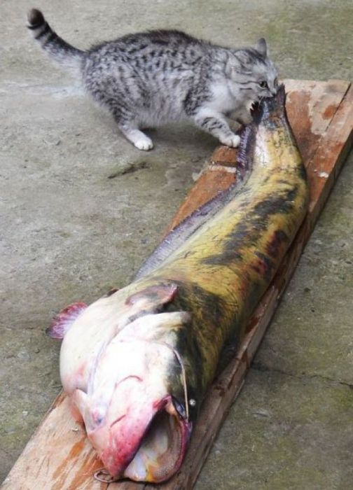 Acid Picdump (113 pics)