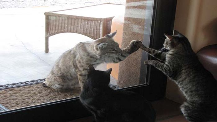 Acid Picdump (113 pics)