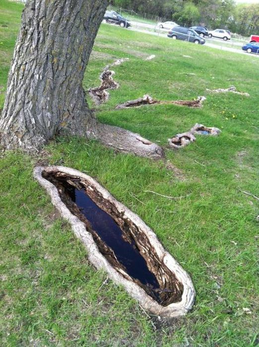Acid Picdump (113 pics)