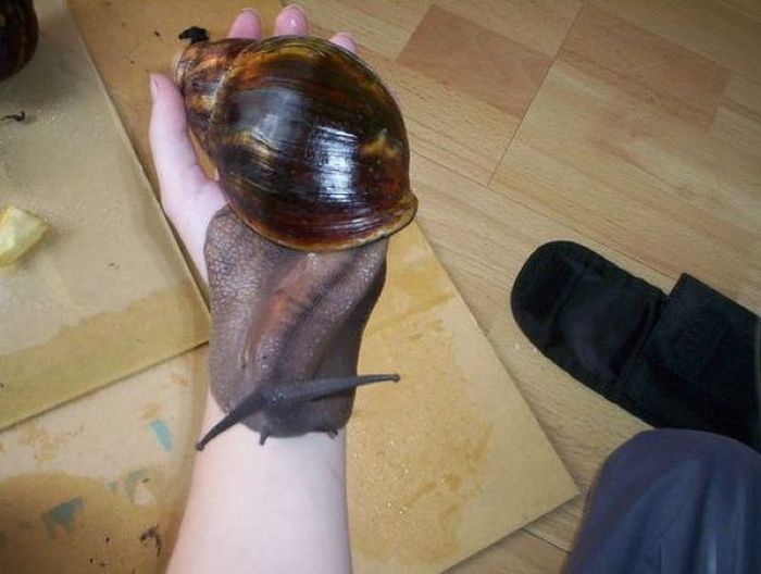 Acid Picdump (113 pics)