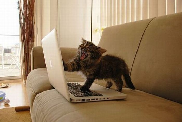 Acid Picdump (113 pics)