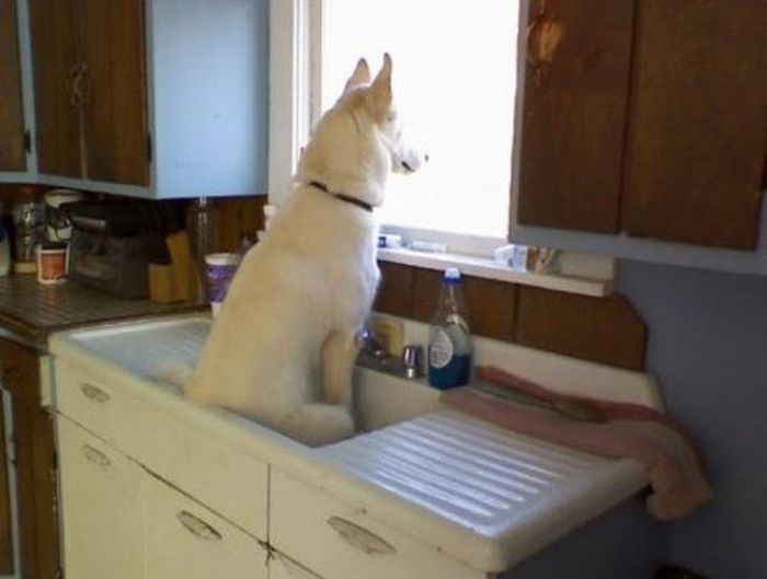 Acid Picdump (113 pics)