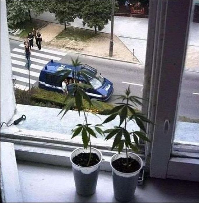 Acid Picdump (113 pics)