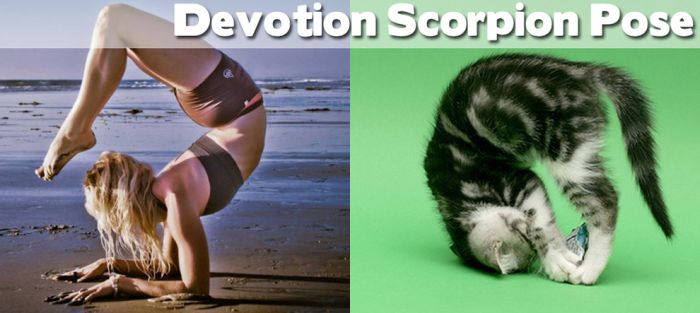 Yoga Positions Demonstrated By Animals (27 pics)