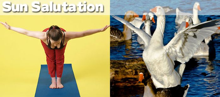 Yoga Positions Demonstrated By Animals (27 pics)