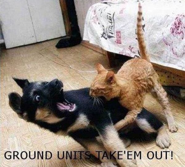 The Best War Ever (25 pics)