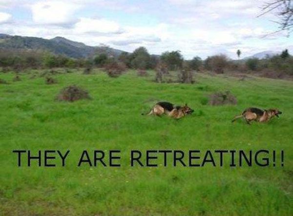 The Best War Ever (25 pics)