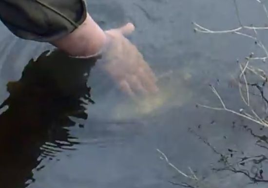 Awesome Domesticated Giant Catfish