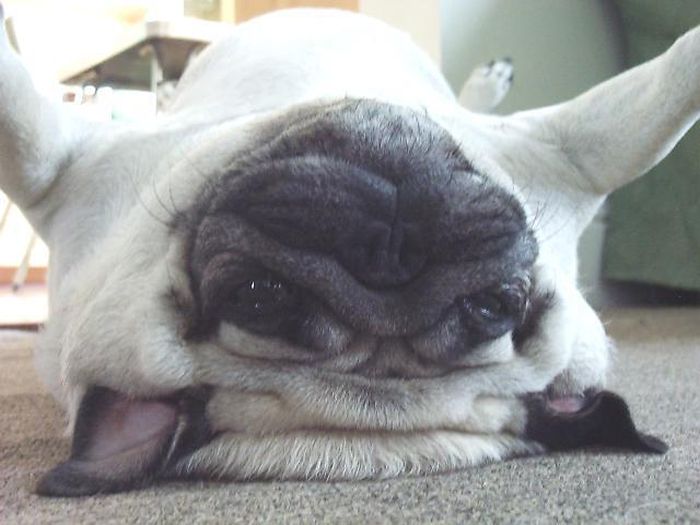 Acid Picdump (84 pics)